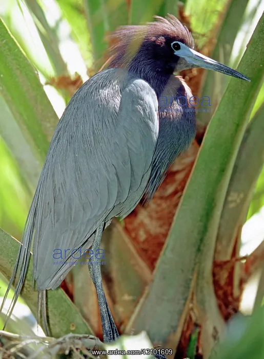 : Little Blue Heron male in breeding colors : Little Blue Heron male in breeding colors