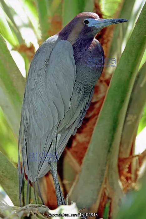 : Little Blue Heron male in breeding colors : Little Blue Heron male in breeding colors