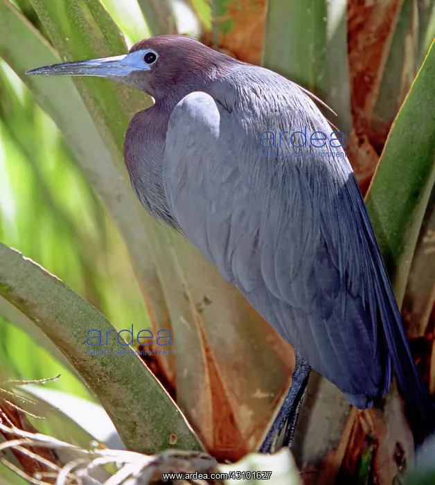 : Little Blue Heron male in breeding colors : Little Blue Heron male in breeding colors