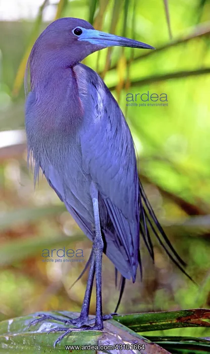 : Little Blue Heron male in breeding colors : Little Blue Heron male in breeding colors