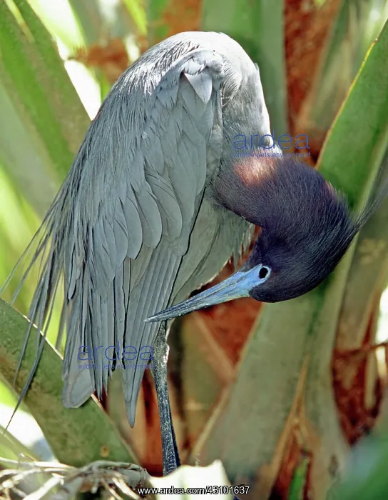 : Little Blue Heron male preening : Little Blue Heron male preening
