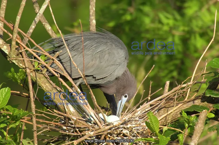 : Little Blue Heron - at nest, turning eggs : Little Blue Heron - at nest, turning eggs