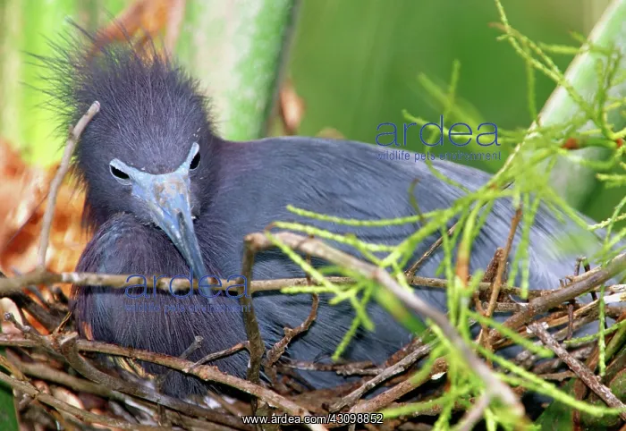 : Little Blue Heron Nesting : Little Blue Heron Nesting