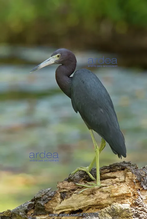  : Little Blue Heron perched by river Tobago