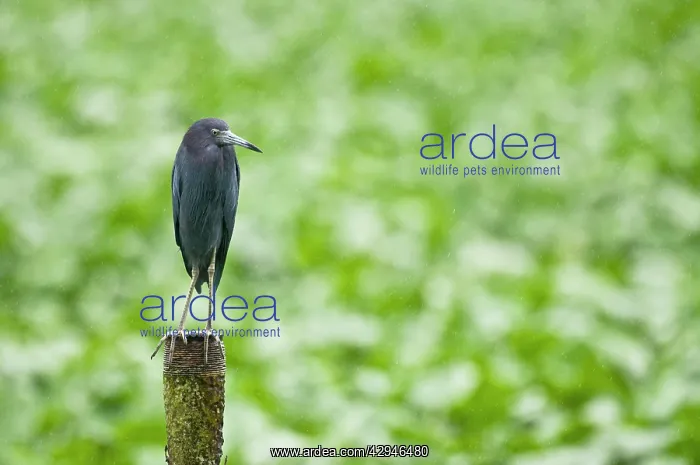 : Little Blue Heron - on post - water treatment plant : Little Blue Heron - on post - water treatment plant