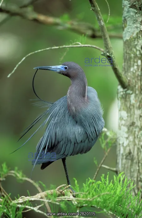 : Little Blue Heron - preening : Little Blue Heron - preening