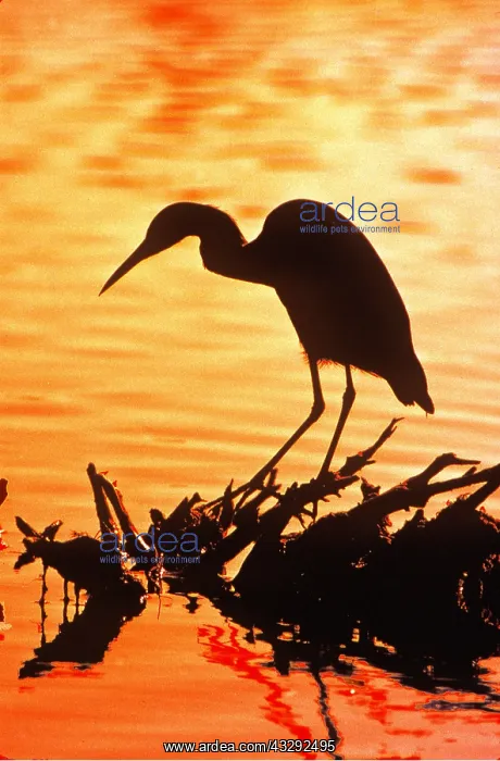 : LITTLE BLUE HERON - silhouette : LITTLE BLUE HERON - silhouette