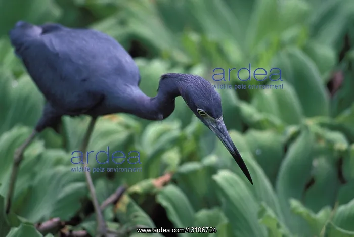 : Little blue heron stalking : Little blue heron stalking