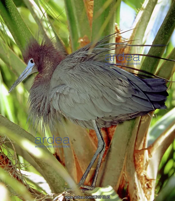 : Little Blue Heron threat display at nest site : Little Blue Heron threat display at nest site