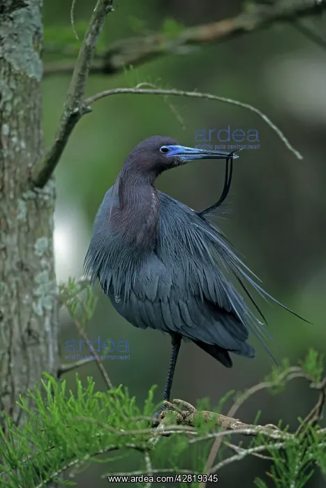 : Little Blue Heron - in tree : Little Blue Heron - in tree