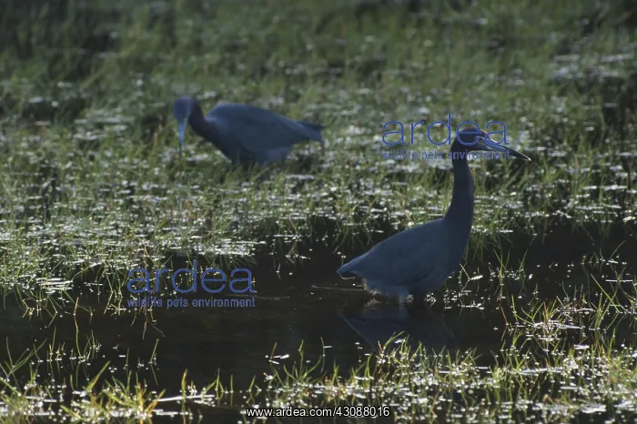 : Little Blue Herons : Little Blue Herons