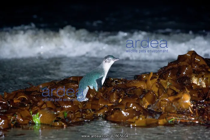 : Little blue Penguin - adult penguin just coming : Little blue Penguin - adult penguin just coming