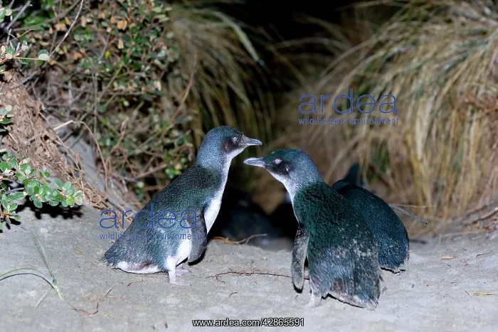 : Little blue Penguin - penguins just coming ashore : Little blue Penguin - penguins just coming ashore
