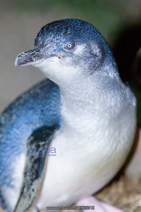 : Little blue Penguin - portrait of an adult penguin : Little blue Penguin - portrait of an adult penguin