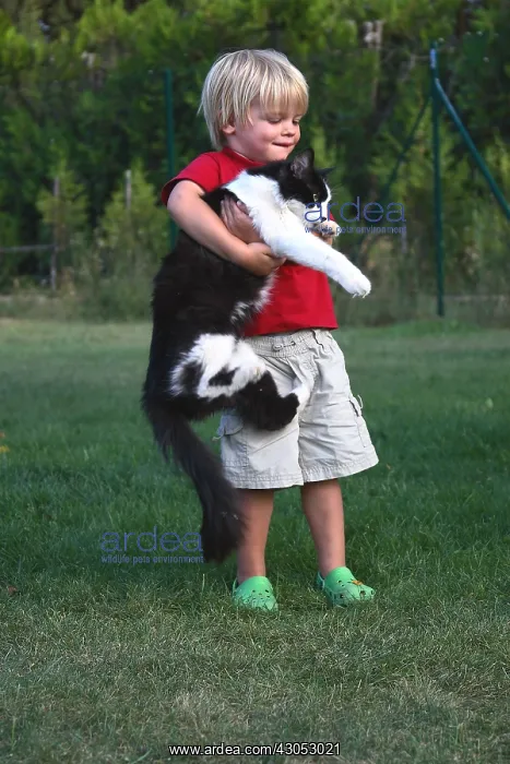  : Little boy carrying a Cat in his arms