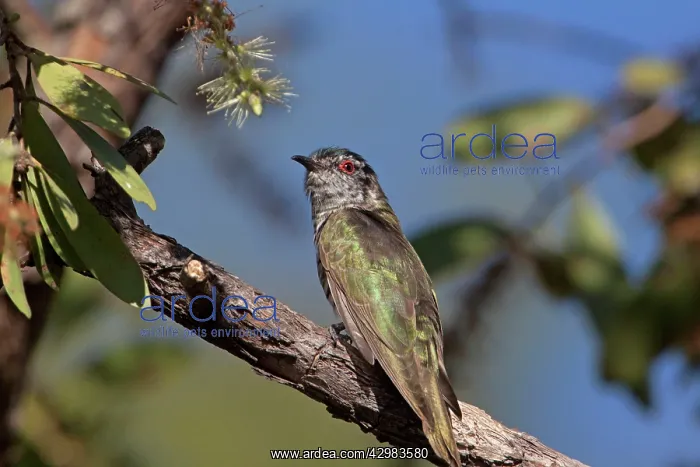 : Little Bronze-Cuckoo : Little Bronze-Cuckoo
