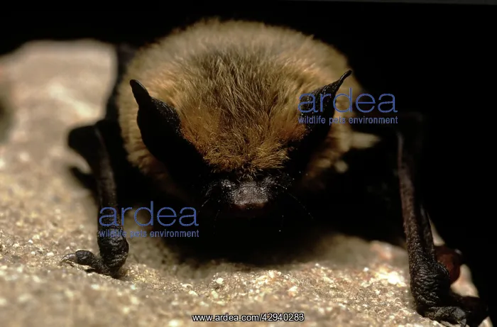 : Little Brown BAT - close-up : Little Brown BAT - close-up