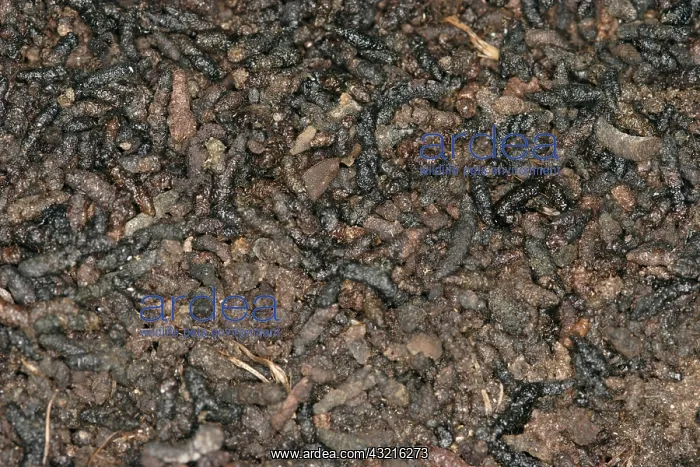 : Guano. Little Brown Bat (Myotis lucifugus) guano : Guano. Little Brown Bat (Myotis lucifugus) guano
