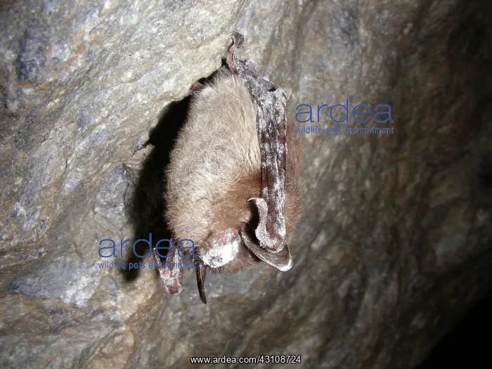 : Little Brown Bat with White Nose Syndrome : Little Brown Bat with White Nose Syndrome