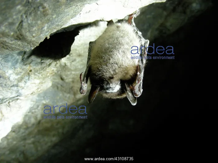 : Little Brown Bat with White Nose Syndrome : Little Brown Bat with White Nose Syndrome