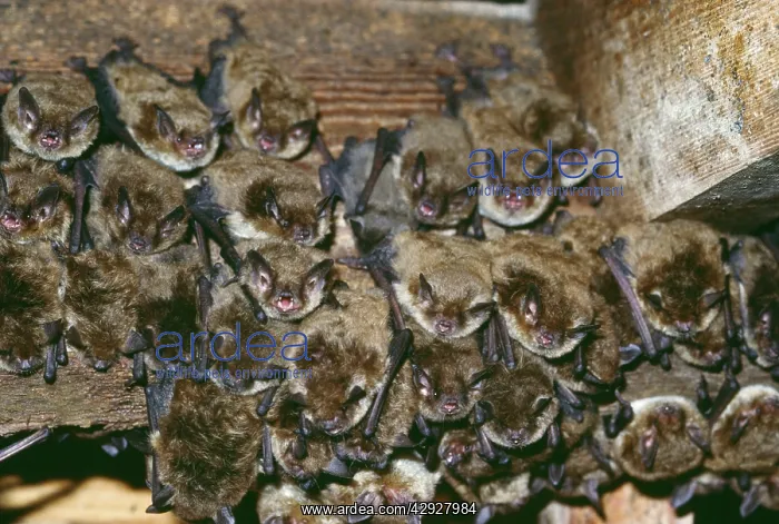 : Little Brown Bats - colony of c. 2500 : Little Brown Bats - colony of c. 2500