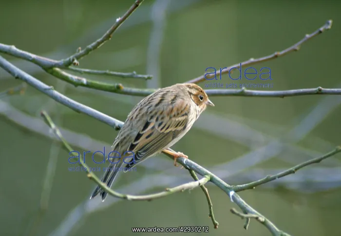 : LITTLE BUNTING : LITTLE BUNTING