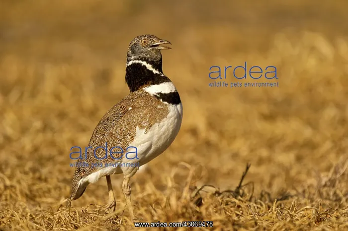 : Little Bustard : Little Bustard
