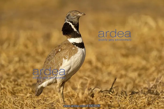 : Little Bustard : Little Bustard