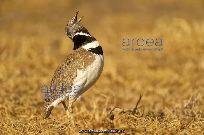 : Little Bustard : Little Bustard