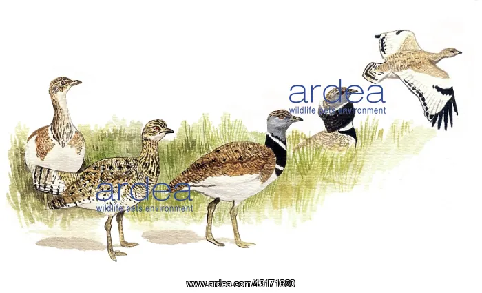 : Little Bustard : Little Bustard
