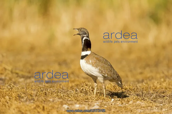 : Little Bustard : Little Bustard