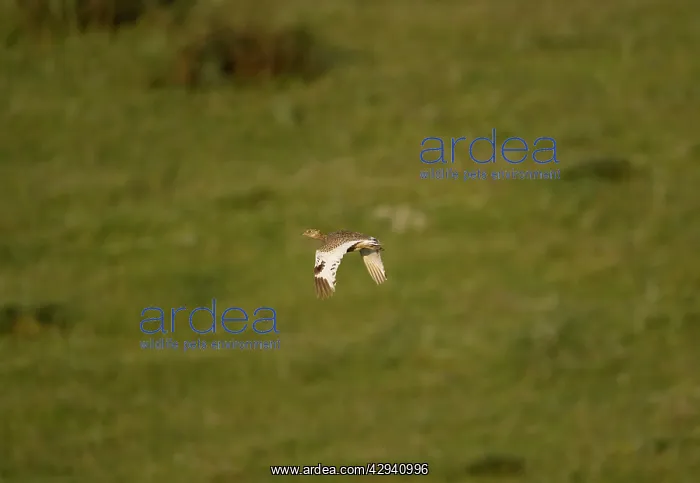 : Little Bustard - adult female in flight at dawn : Little Bustard - adult female in flight at dawn
