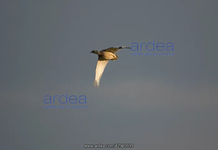 : Little Bustard - adult female in flight at dawn : Little Bustard - adult female in flight at dawn