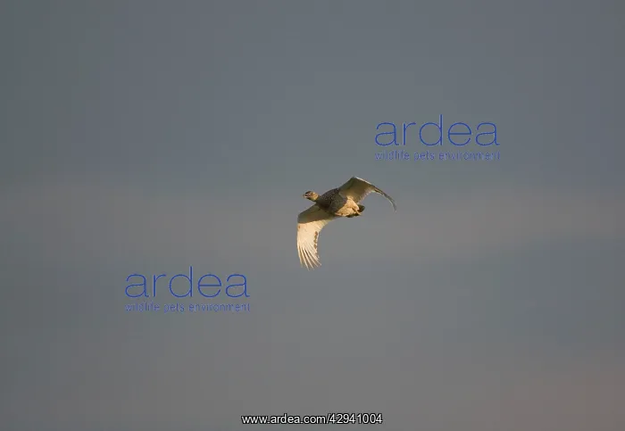 : Little Bustard - adult female in flight at dawn : Little Bustard - adult female in flight at dawn