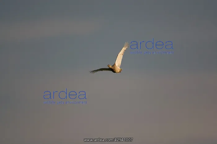 : Little Bustard - adult female in flight at dawn : Little Bustard - adult female in flight at dawn
