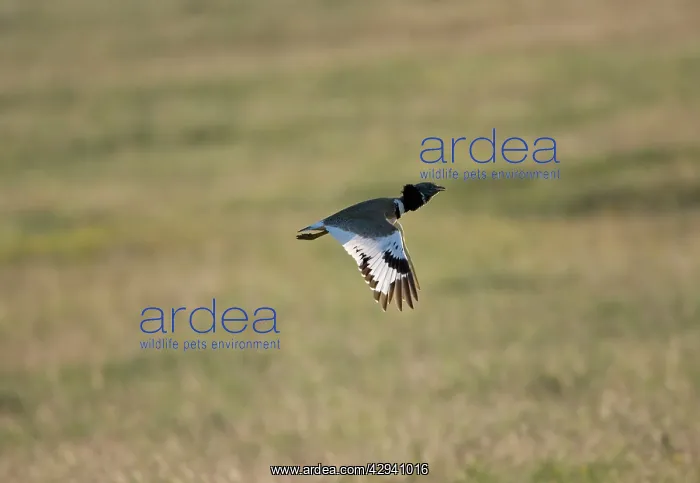 : Little Bustard - adult in flight at dawn : Little Bustard - adult in flight at dawn