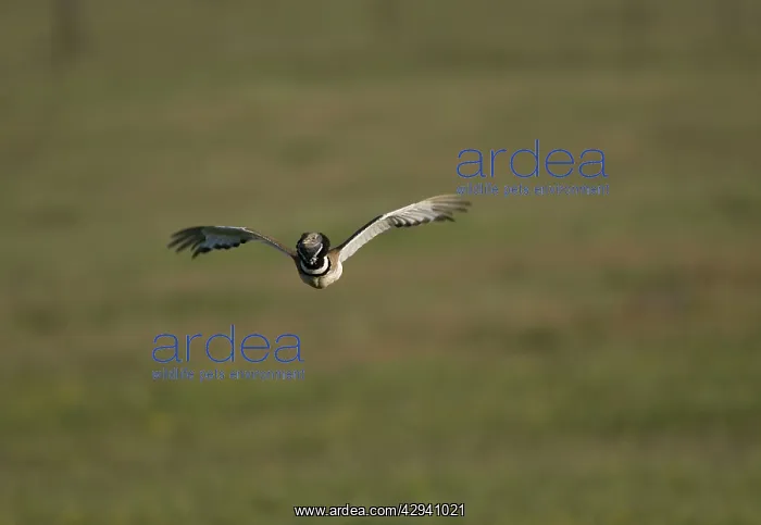 : Little Bustard - adult in flight at dawn : Little Bustard - adult in flight at dawn