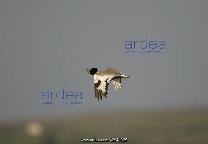 : Little Bustard - adult in flight at dawn : Little Bustard - adult in flight at dawn