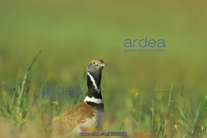 : Little Bustard - breeding male on territory : Little Bustard - breeding male on territory