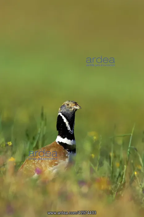 : Little Bustard - Breeding male on territory : Little Bustard - Breeding male on territory