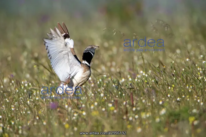 : Little Bustard - in courtship display flight Castro : Little Bustard - in courtship display flight Castro