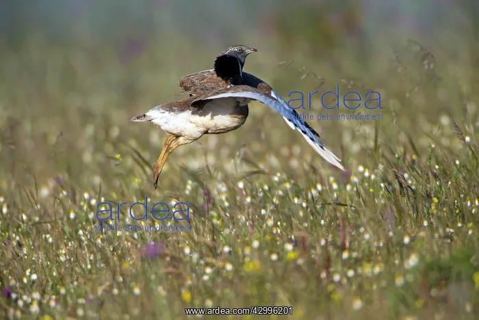 : Little Bustard - in courtship display flight Castro : Little Bustard - in courtship display flight Castro