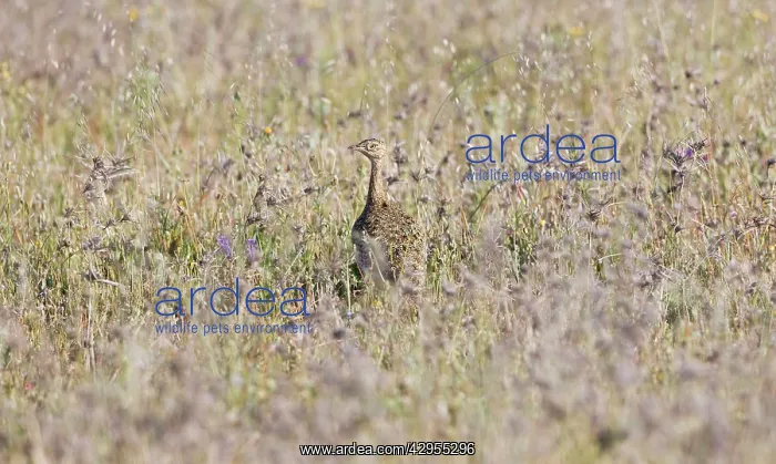 : Little Bustard - female stood in grass - April : Little Bustard - female stood in grass - April