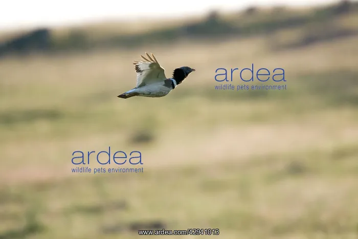 : Little Bustard - in flight : Little Bustard - in flight