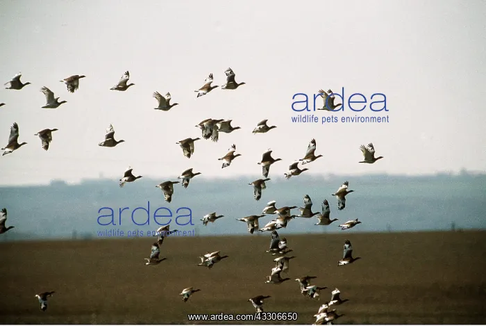 : LITTLE BUSTARD - flock in flight : LITTLE BUSTARD - flock in flight