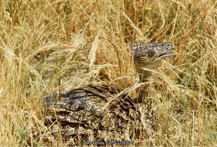 : LITTLE BUSTARD - in grass : LITTLE BUSTARD - in grass
