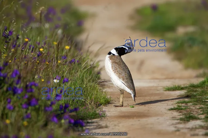 : Little Bustard - male calling from dust track during : Little Bustard - male calling from dust track during