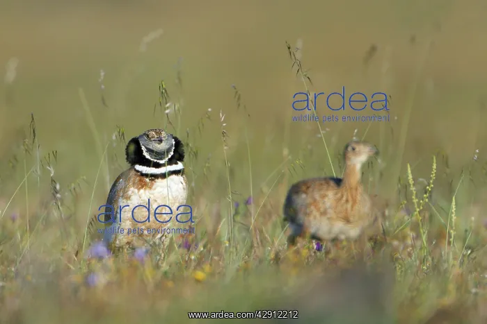 : Little Bustard - male chasing female at lek : Little Bustard - male chasing female at lek