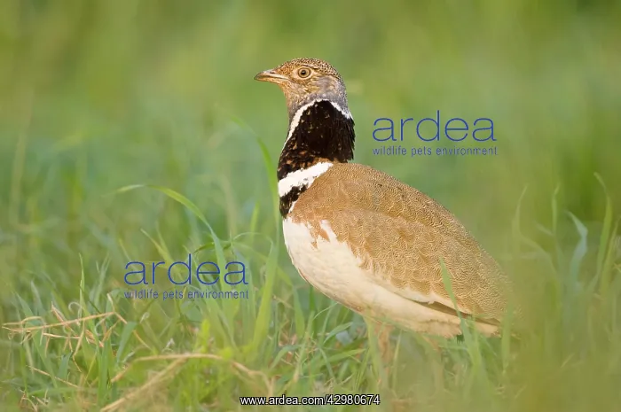 : Little Bustard - Male - Display : Little Bustard - Male - Display