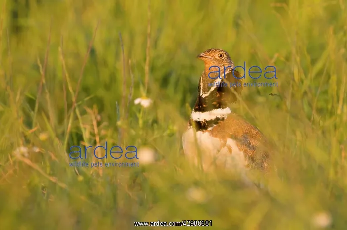 : Little Bustard - Male - Display : Little Bustard - Male - Display